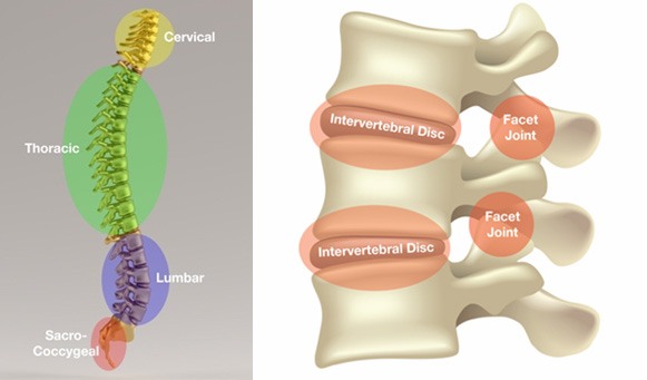 Spinal Segments